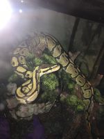 Female Fire Ball Python 1 1/2 years old comes with everything