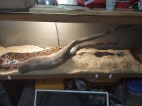 BOA CONSTRICTOR FOR SALE