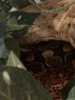 Ball python