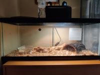 2yr old ball python and tank included