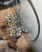 Ball python with 60 gallon tank