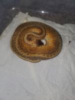 chocolate lemon blast ball python
