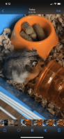 Baluchi Mouse-like Hamster Rodents Photos