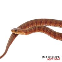 Banded rock rattlesnake Reptiles for sale in NJ-17, Paramus, NJ 07652, USA. price: $70