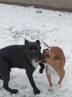 Bandog- stafford and cane corso