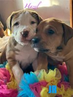 Bandog Puppies for sale in Corona, California. price: $500
