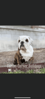 Bantam Bulldog Puppies for sale in Section, AL 35771, USA. price: $3,000