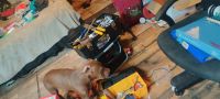 Bantam Bulldog Puppies for sale in Wilburton, OK 74578, USA. price: $1,500