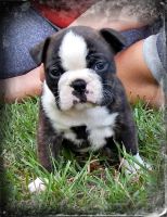 Bantam Bulldog Puppies for sale in Peterborough, ON, Canada. price: $2,000