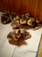 Bar-headed Goose Birds for sale in Buffalo, New York. price: $75