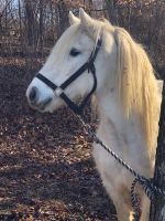 Barb Horses for sale in Louisville, KY, USA. price: $1,000