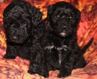 Barbet Puppies for sale in Seattle, WA 98103, USA. price: $500