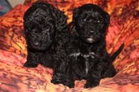 Barbet Puppies for sale in California St, San Francisco, CA, USA. price: NA