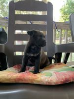 Barbet Puppies for sale in Sanford, NC, USA. price: $200