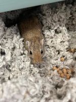 Barfur gerbil Rodents Photos