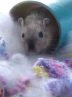 Barfur gerbil Rodents for sale in Minooka, IL, USA. price: $8