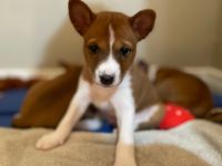 Basenji Puppies for sale in Mississauga, ON, Canada. price: $4,500