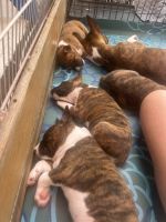 ???? Basenji Puppies for Sale / Rehoming – Puerto Rico ????????