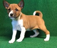 Basenji Puppies for sale in Houston, TX, USA. price: $400