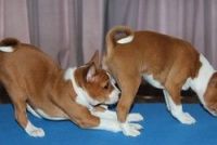 Basenji Puppies for sale in Birmingham, AL, USA. price: $400