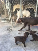 Basque Shepherd Puppies for sale in 2373 S Chestnut Ave spc 42, Fresno, CA 93725, USA. price: $500