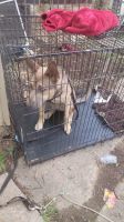 Basque Shepherd Puppies for sale in Kansas City, KS, USA. price: $300
