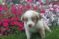 Basque Shepherd Puppies for sale in Atlanta, GA, USA. price: $200