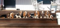 Basset Fauve de Bretagne Puppies Photos