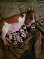Basset Hound Puppies for sale in Callaway, VA 24067, USA. price: $750