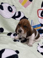 Basset Hound Puppies for sale in Green Bay, WI, USA. price: $800