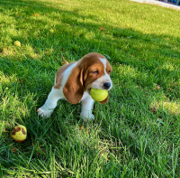 Basset Hound Puppies for sale in Green Bay, WI, USA. price: $800