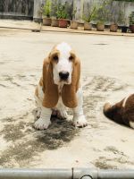 Basset Hound Puppies for sale in Pune, Maharashtra, India. price: 35000 INR
