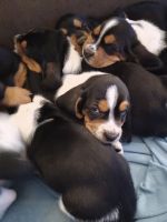 Basset Hound Puppies for sale in Woodbridge, CA 95258, USA. price: $550