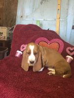 Basset Hound Puppies for sale in Lebanon, MO 65536, USA. price: $75,000