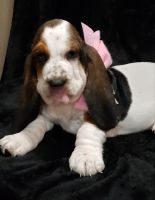 Basset Hound Puppies for sale in Bakersfield, CA, USA. price: $2,000