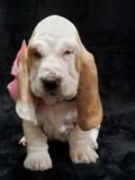 Basset Hound Puppies for sale in Bakersfield, CA, USA. price: $2,000