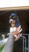 Basset Hound Puppies for sale in Knightstown, IN 46148, USA. price: $450,500