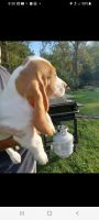 Basset Hound Puppies for sale in Morrow, OH 45152, USA. price: $600