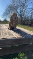 Basset Hound Puppies for sale in Maysville, KY 41056, USA. price: $650