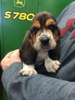 Basset Hound Puppies for sale in Kimball, MN 55353, USA. price: $700