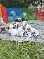 Basset Hound Puppies for sale in Walterboro, SC 29488, USA. price: $725
