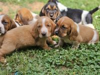 Basset Hound Puppies for sale in Spartanburg, SC 29301, USA. price: $1,500