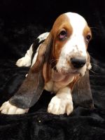 Basset Hound Puppies for sale in Bakersfield, CA, USA. price: $1,600