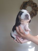 Basset Hound Puppies for sale in Bible Grove, IL 62858, USA. price: $800