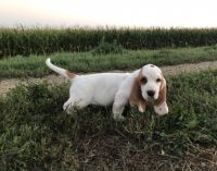 Basset Hound Puppies for sale in Britton, SD 57430, USA. price: $1,000