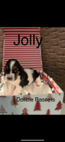 Basset Hound Puppies for sale in Dora, Missouri. price: $1,300