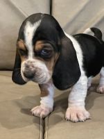 Basset Hound Puppies for sale in Greenville, Alabama. price: $800