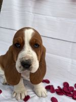 Basset Hound Puppies for sale in Carrollton, Georgia. price: $500