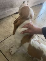Basset Hound Puppies for sale in Lakeside, California. price: $900