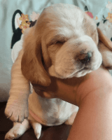 Basset Hound Puppies for sale in Hobbs, New Mexico. price: $1,500